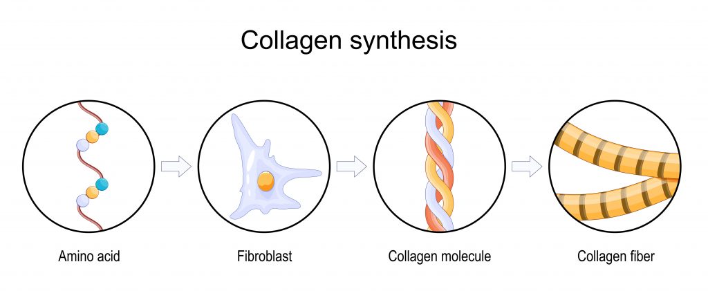 Collagen là một loại protein dạng sợi, có cấu trúc phức tạp