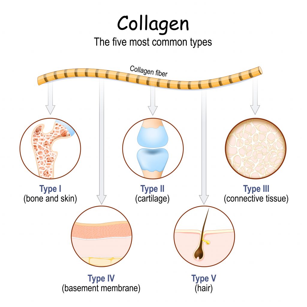 Có ít nhất 16 loại collagen trong cơ thể người và 5 loại là phổ biến