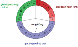 Cách tính chu kỳ kinh nguyệt để thụ thai