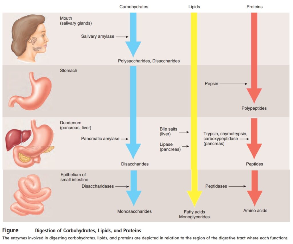 Chuyển hóa carbohydrate cho cơ thể