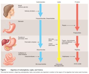 Chuyển hóa carbohydrate cho cơ thể