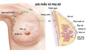 Hình giải phẫu vú phụ nữ