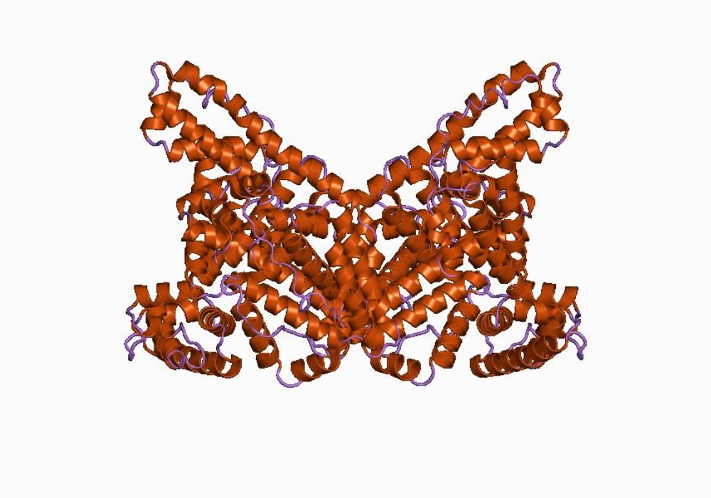 Albumin, một loại protein hình con bướm, tồn tại nhiều trong máu giúp cân bằng chất lỏng