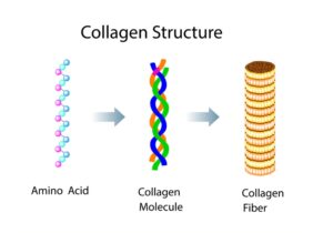 Collagen là protein dạng sợi, giúp định hình cấu trúc sợi bền của các mô liên kết, dây chằng, gân