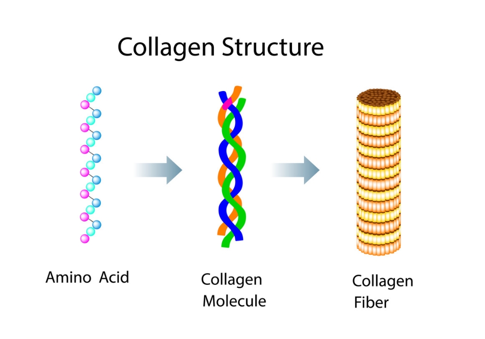 Collagen là protein dạng sợi, giúp định hình cấu trúc sợi bền của các mô liên kết, dây chằng, gân