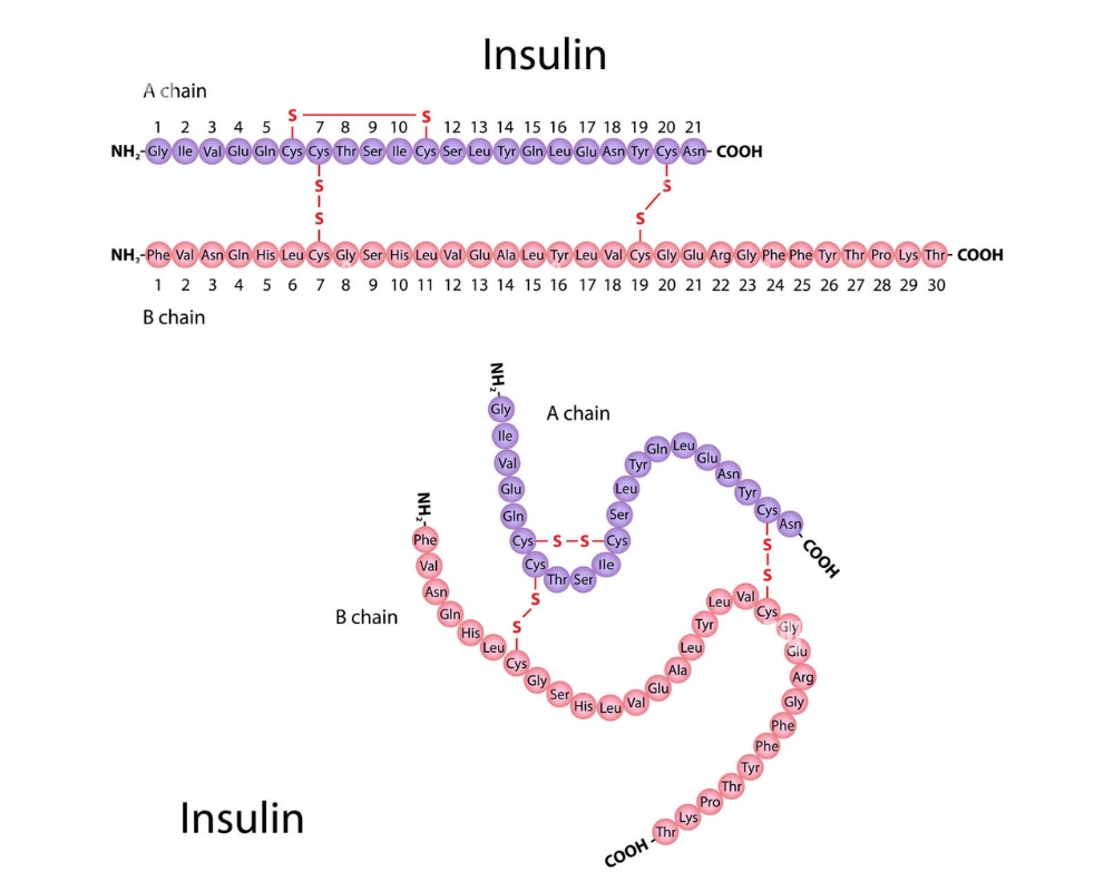 Insulin tổng hợp từ protein, có trách nhiệm báo hiệu sự hấp thu glucose và đường trong tế bào