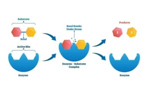 Enzyme là protein, chúng đóng vai trò là chất xúc tác quá trình phản ứng sinh hóa bên trong cơ thể