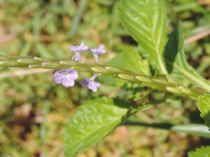 Tên khoa học của cây đuôi chuột là Stachytarpheta Jamaicensis