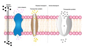 Protein có chức năng vận chuyển và lưu trữ chất dinh dưỡng