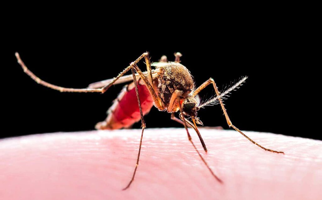 Muỗi là con đường chủ yếu khiến bệnh lây lan