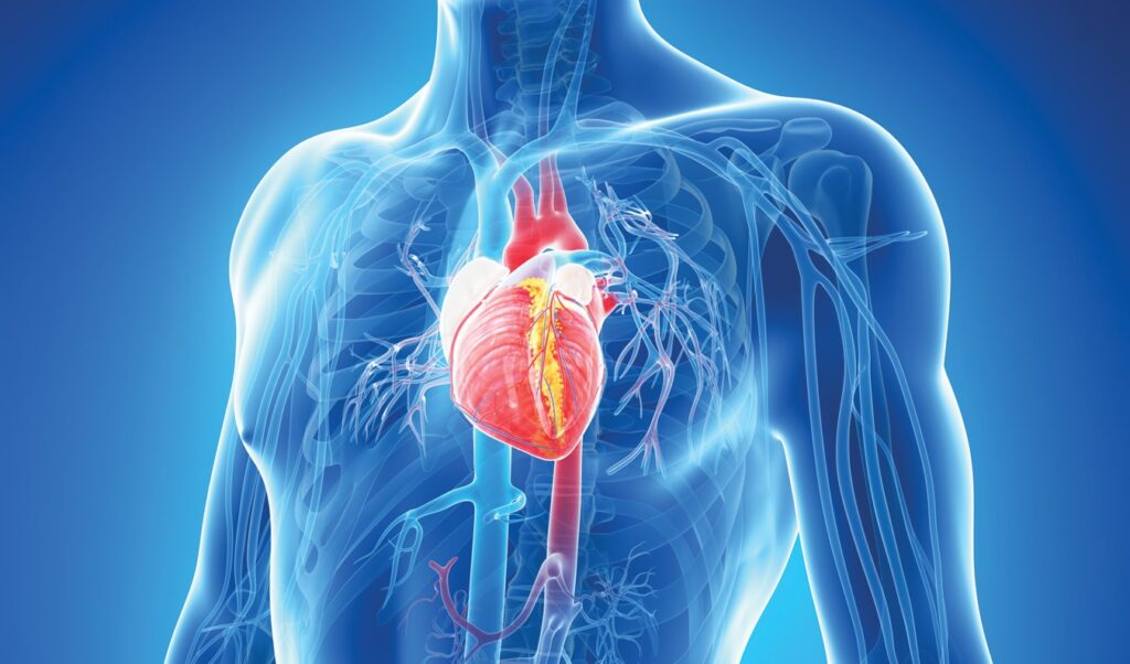 Bổ sung axit folic sẽ giúp giảm nguy cơ mắc các bệnh về tim mạch
