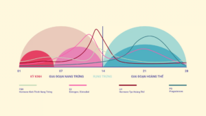 Các giai đoạn trong một chu kỳ kinh