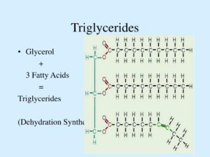 Chỉ số Triglyceride là chỉ số xác định chất béo trung tính trong máu