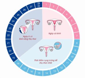 Chu kỳ kinh nguyệt thường xảy ra mỗi tháng ở phụ nữ