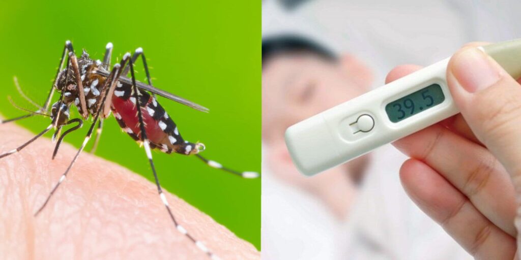 Có thể  mắc bệnh sốt xuất huyết rất nhiều lần trong đời 