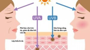 Giúp bảo vệ tế bào khỏi tác hại của bức xạ