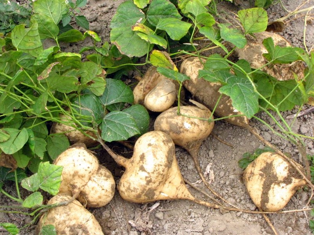 Hạt và lá của củ đậu chứa nhiều chất độc gây hại cho cơ thể