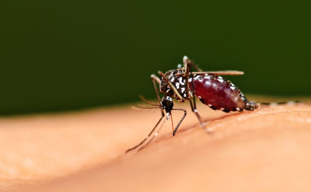 Muỗi Anopheles là trung gian chính truyền bệnh 