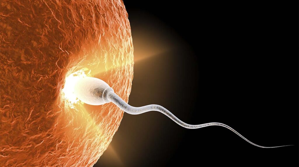 Quá trình thụ thai là sự kết hợp thành công giữa trứng và tinh trùng