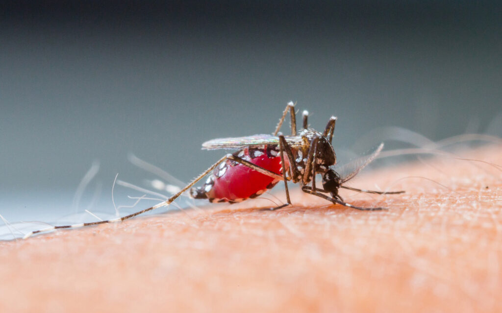 Muỗi là nguồn chính lây truyền bệnh sốt xuất huyết 