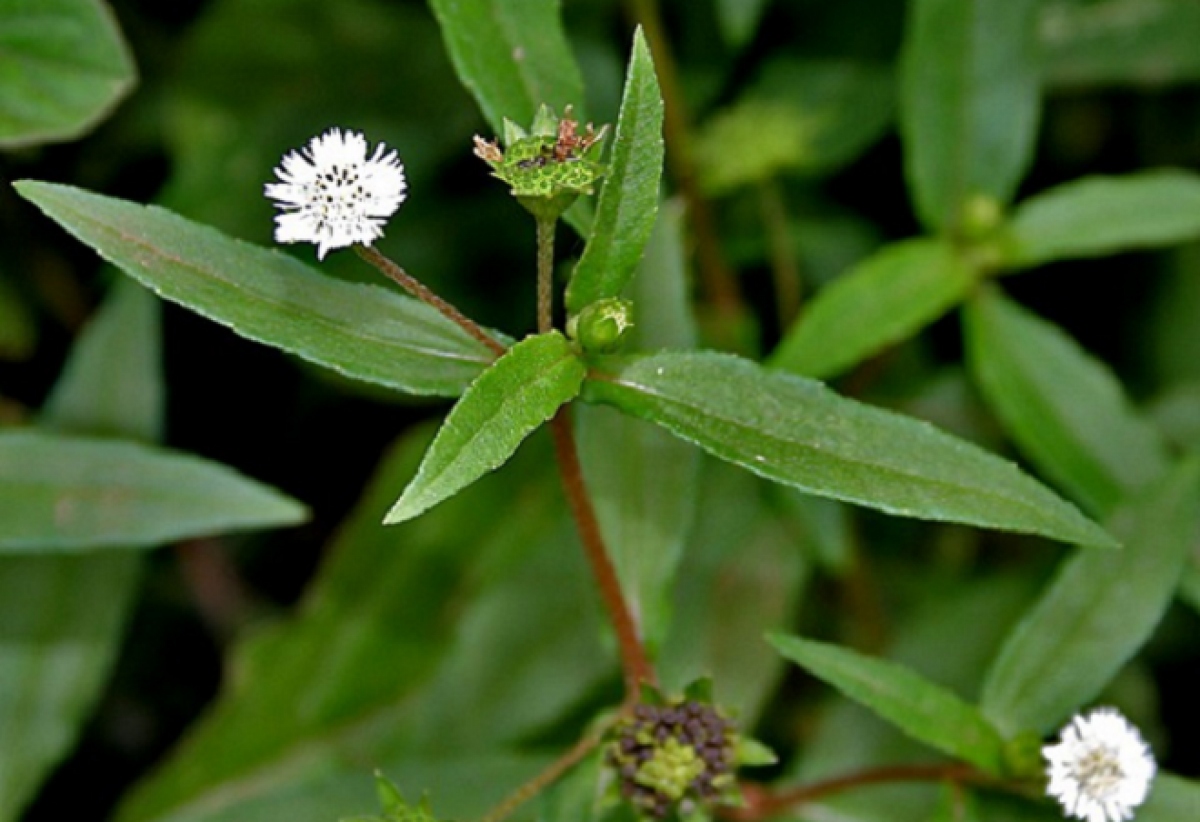 8 Bài thuốc từ cây cỏ mực giúp chữa bệnh hiệu quả | Hoàn Mỹ