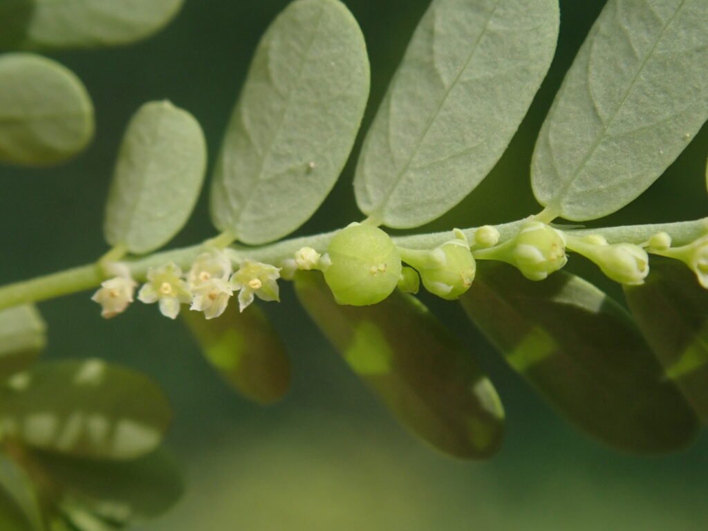 Có 2 bài thuốc hỗ trợ tiêu độc từ cây diệp hạ châu 