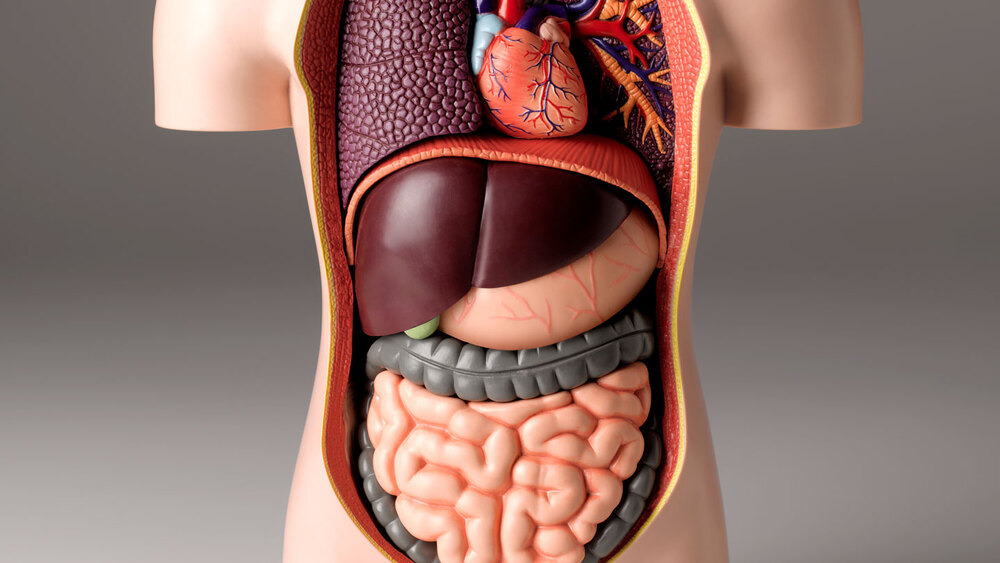 Vị trí của gan trong cơ thể
