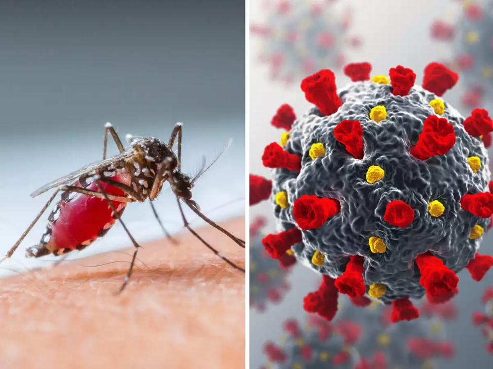 Sốt xuất huyết do virus Dengue do muỗi làm vật trung gian truyền bệnh