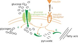 Cơ chế hoạt động của insulin