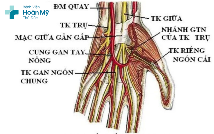 Cấu trúc giải phẫu khuyết bàn tay