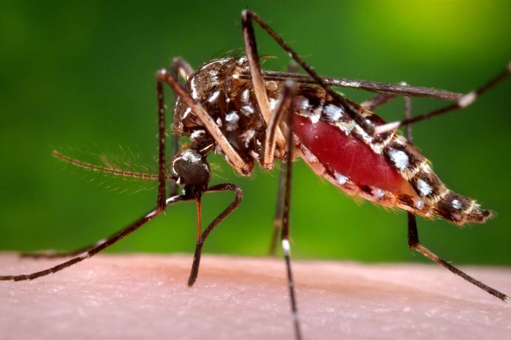 Virus Dengue gây bệnh lây từ người này sang người khác 