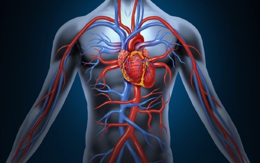 Động mạch càng hẹp, tim bơm máu càng nhiều thì huyết áp càng cao 