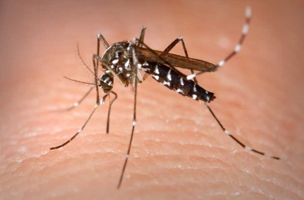 Muỗi vằn Aedes là vật trung gian lây truyền bệnh sốt xuất huyết