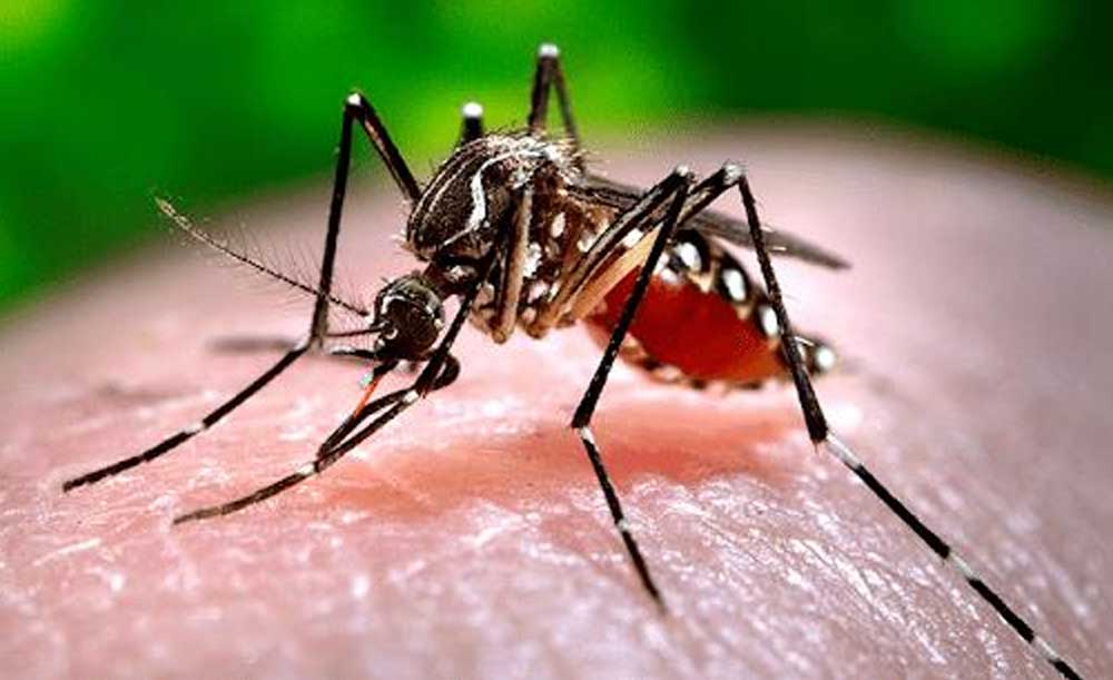 Muỗi Aedes là vật trung gian lây truyền bệnh sốt xuất huyết