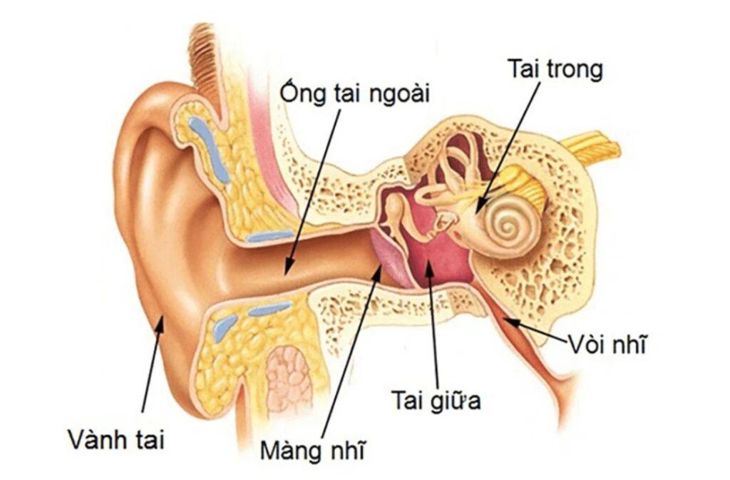 Vùng tai giữa bị nhiễm trùng gây nên bệnh viêm tai giữa 