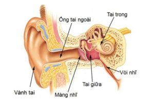 Vùng tai giữa bị nhiễm trùng gây nên bệnh viêm tai giữa