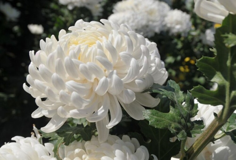 Hoa cúc trắng là biểu tượng của sự trong sáng và tinh khiết