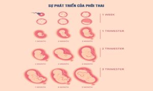 Những chỉ số về thai nhi trong 25 tuần tuổi