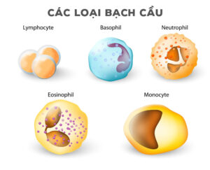 Tùy thuộc vào hình dáng và cấu trúc bạch cầu được chia thành 5 loại khác nhau