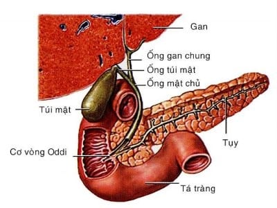 Những điều cần biết về sỏi túi mật
