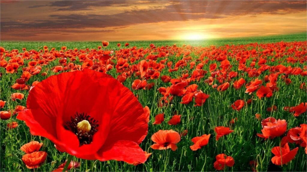 Cây anh túc là dược liệu quý trị bệnh nhưng cũng có nhiều mặt tiêu cực