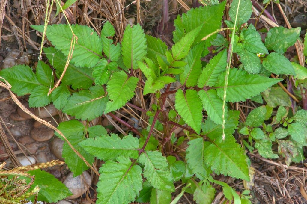 Xuyến chi có thể sử dụng để chế biến món ăn