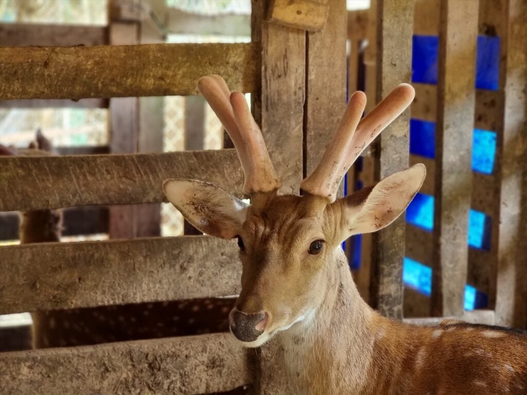 Nhung hươu có tác dụng gì trong điều trị bệnh?