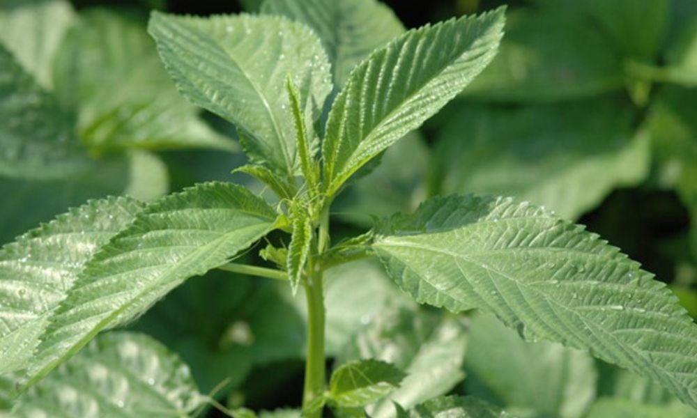 Rau đay có mấy loại?