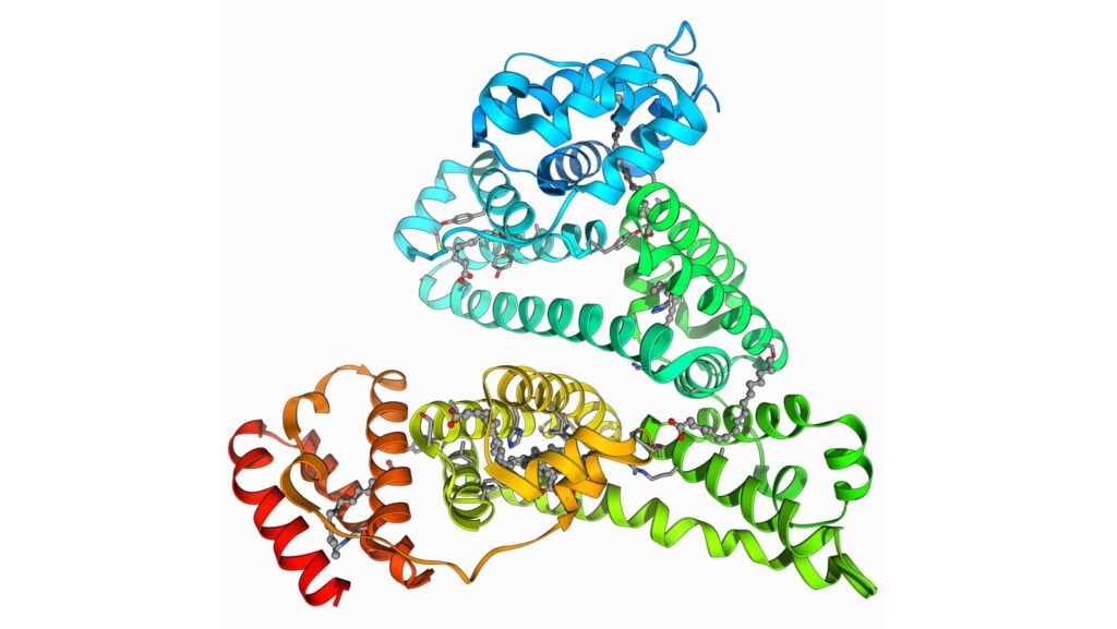 Albumin là loại protein quan trọng, đóng góp trong sự phát triển của các hệ cơ quan trong cơ thể