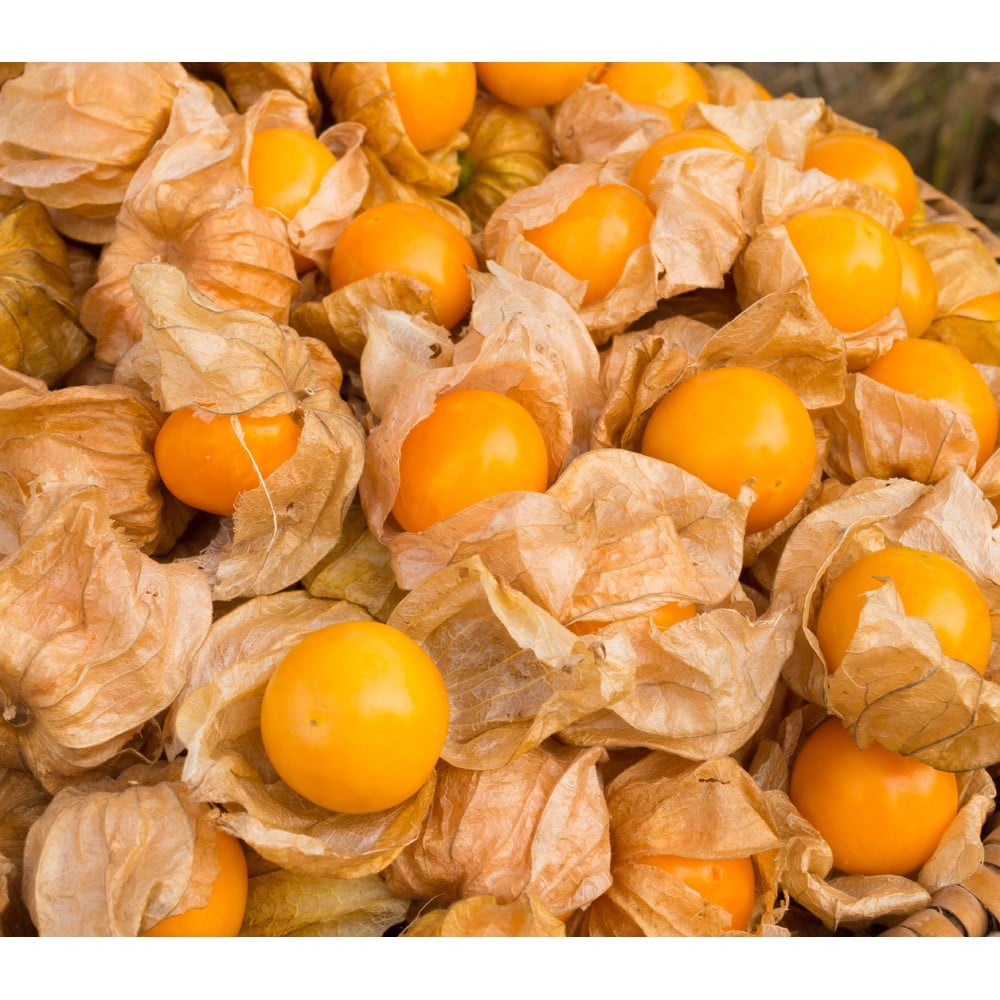 Tầm bóp giúp chữa trị các triệu chứng ho khan, viêm họng và sưng đau họng