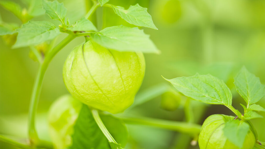 Bài chế thù lù cạnh giúp điều trị bệnh tiểu đường và sỏi niệu