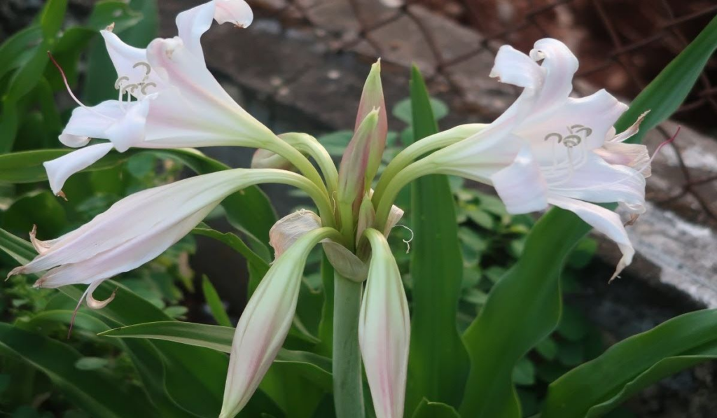 Cây trinh nữ được sử dụng để làm các bài thuốc giảm đau nhức xương hiệu quả