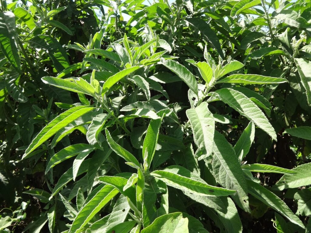 Bài thuốc chữa bệnh với lá từ bi 