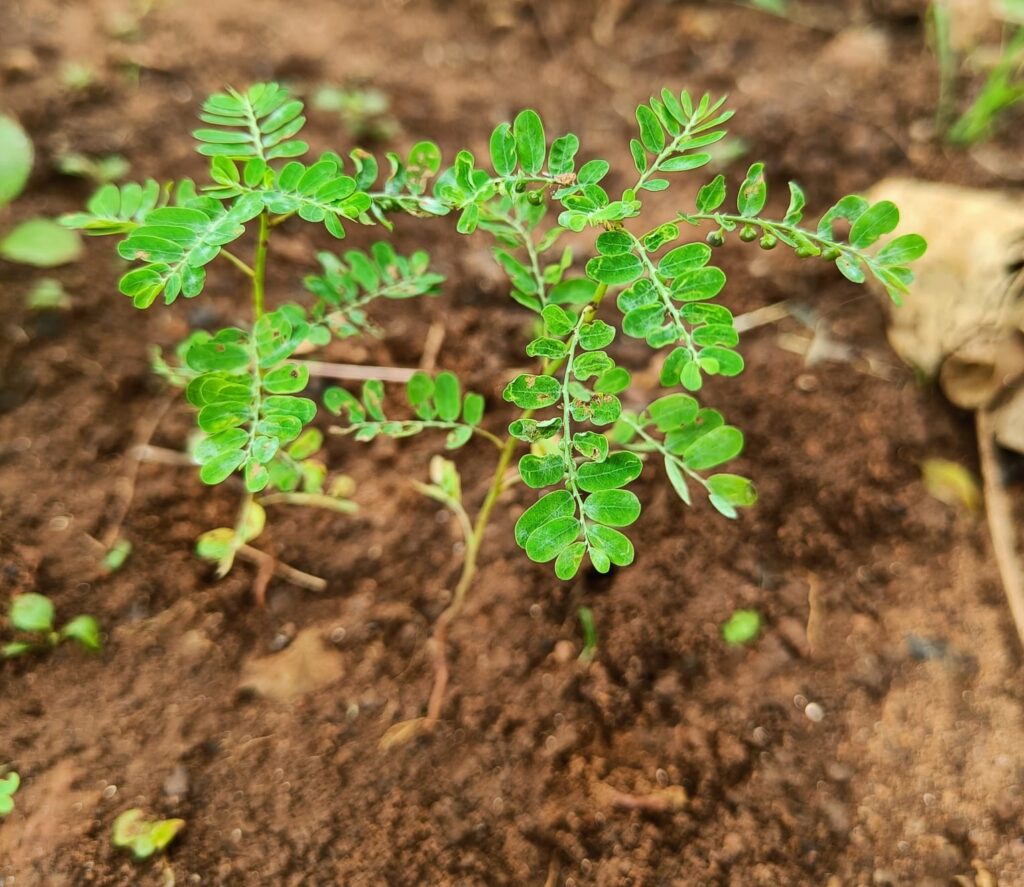 Bạn có thể sử dụng cây ở dạng tươi hoặc phơi khô đều được